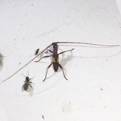 Gnomibidion fulvipes