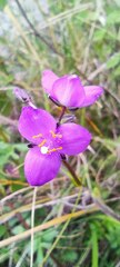 Tradescantia crassifolia