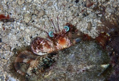 Dardanus pedunculatus