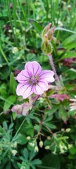 Geranium seemannii