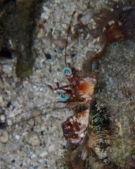 Dardanus pedunculatus