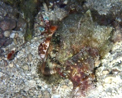 Dardanus pedunculatus