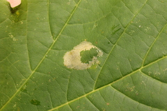 Phyllonorycter joannisi