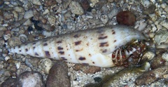 Dardanus sanguinolentus
