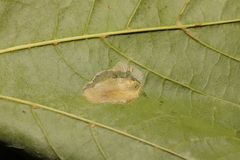 Phyllonorycter joannisi