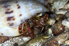 Dardanus sanguinolentus