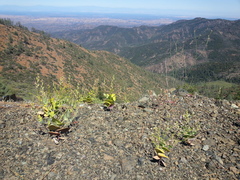 Streptanthus drepanoides