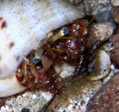 Dardanus sanguinolentus