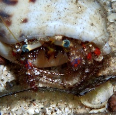 Dardanus sanguinolentus