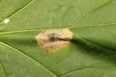 Phyllonorycter joannisi
