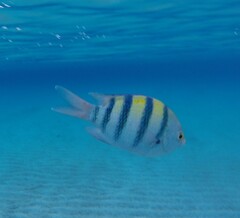 Abudefduf vaigiensis