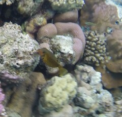 Ostracion cubicum