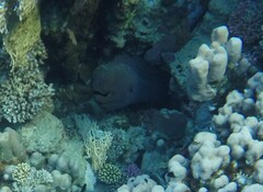 Gymnothorax javanicus