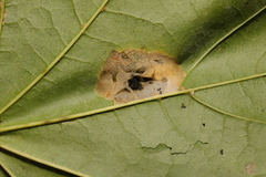 Phyllonorycter joannisi