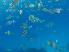 Abudefduf vaigiensis