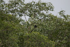 Cercopithecus nictitans