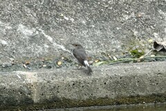 Phoenicurus fuliginosus