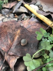 Bradybaena similaris