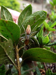 Peucetia rubrolineata