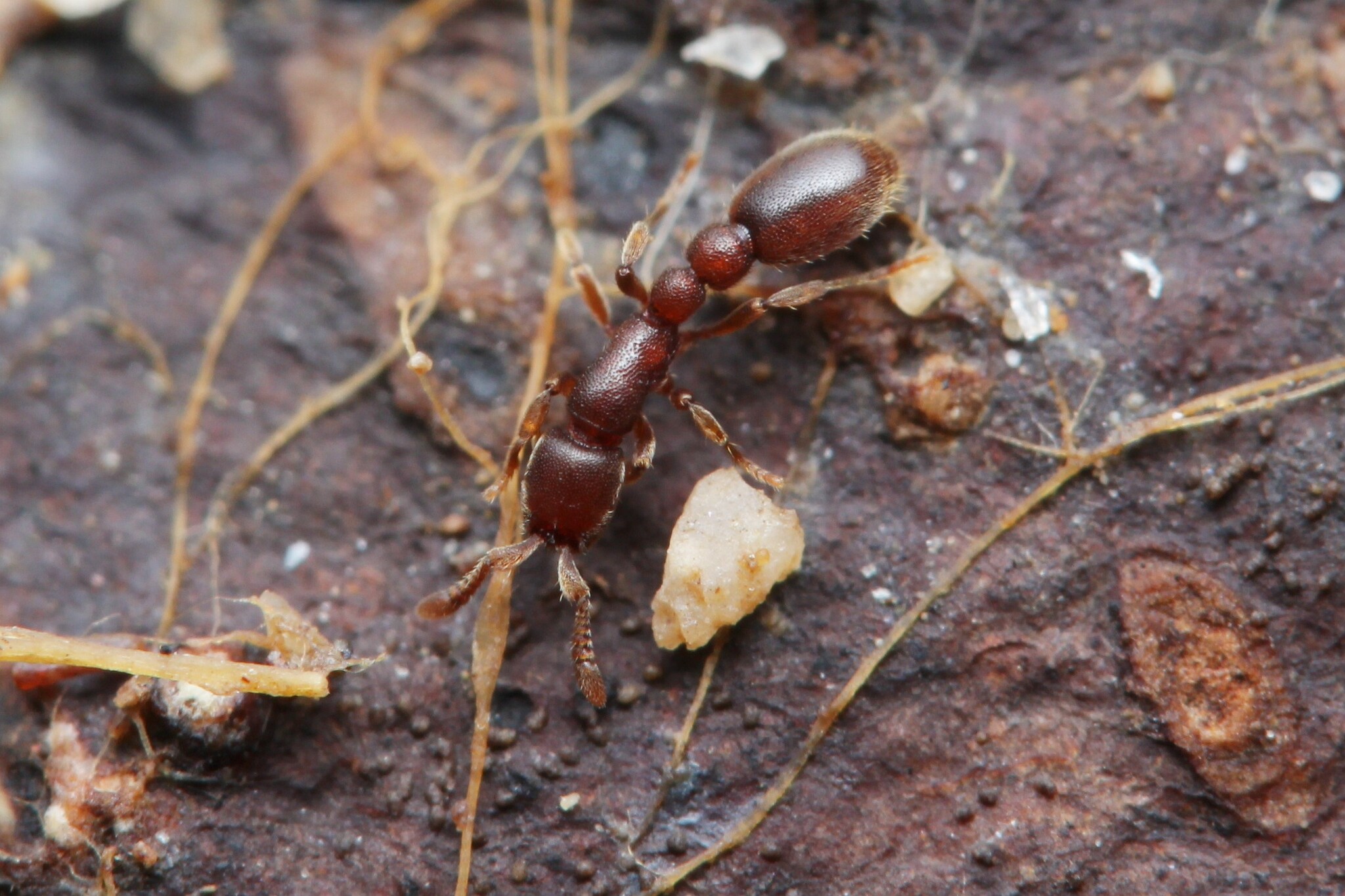 Ooceraea octoantenna