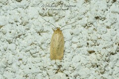 Platyedra subcinerea