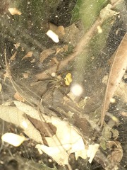 Aglaoctenus lagotis