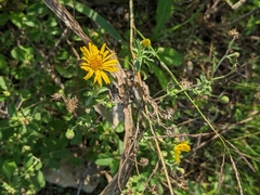 Heterotheca subaxillaris