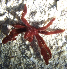 Achaeus japonicus