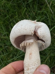 Agaricus arvensis