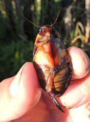 Cybister lateralimarginalis