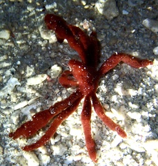 Achaeus japonicus