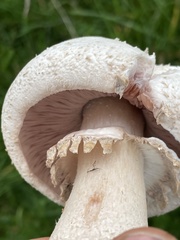 Agaricus arvensis