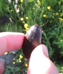 Cybister lateralimarginalis