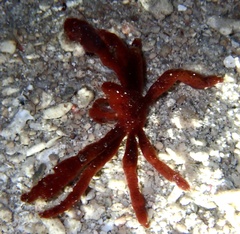 Achaeus japonicus
