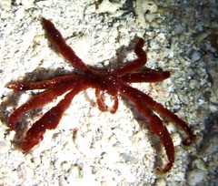 Achaeus japonicus