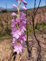 Watsonia marginata