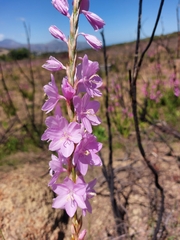 Watsonia marginata