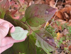 Parallelodiplosis subtruncata