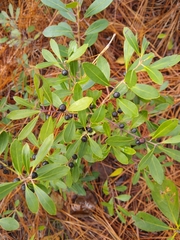 Ilex glabra