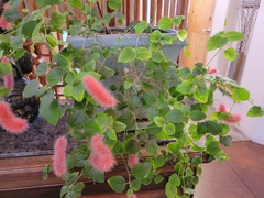 Acalypha pendula
