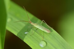 Trigonotylus