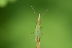 Trigonotylus