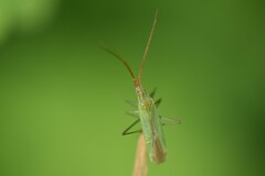 Trigonotylus