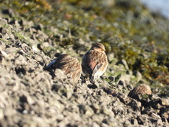Linaria flavirostris