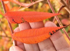 Stigmella intermedia