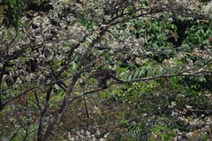 Cercopithecus cephus