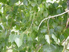 Populus × canadensis