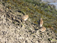 Linaria flavirostris
