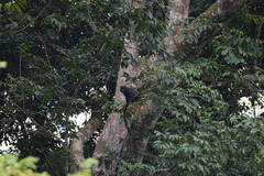 Cercopithecus nictitans