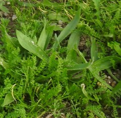 Plantago lagopus